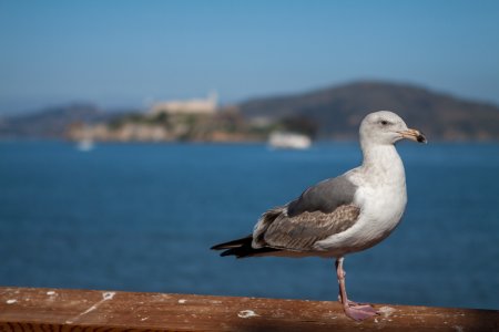 Een meeuw met in de achtergrond Alcatraz